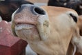 Close up of cow nose nostrils and mouth Royalty Free Stock Photo