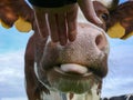 Close up of a cow nose sniffing and licking a hand, showing taste buds and nostril