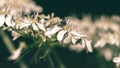 Close up of Cow Parsley D