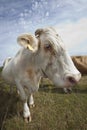 Close-up of cow in pasture against blue sky Royalty Free Stock Photo