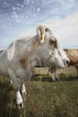 Close-up of cow in pasture against blue sky Royalty Free Stock Photo