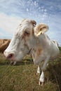 Close-up of cow in pasture against blue sky Royalty Free Stock Photo