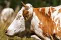 White and Brown Cow with Horns - Portrait Royalty Free Stock Photo