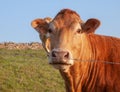 Close-up of cow of the race Blonde of Aquitaine f reddish color,