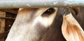 Close up cow`s eye with tear