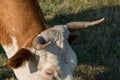 Close-up of a cow`s head, forehead and long crooked horns