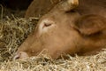 Close-up of a cow`s head in the stable Royalty Free Stock Photo