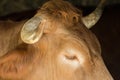 Close-up of a cow`s head in the stable Royalty Free Stock Photo