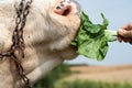 Close up of a cow's head