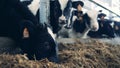 Close up of cow`s neb while eating hay