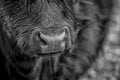Close up of a cow`s nose Royalty Free Stock Photo