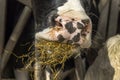 Close up of a cow`s nose and mouth, eating hay and straw, in stable at feeding time, mouthfull Royalty Free Stock Photo