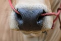 Close-up of a cow`s nose and a rope in nose, asia cow Royalty Free Stock Photo