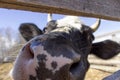Close up of a cow& x27;s nose. Rural landscape Royalty Free Stock Photo