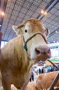 Close up of a cow at the Salon the l`Agriculture agricultural show in Paris, France Royalty Free Stock Photo