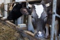 Close-up of cow in stable in cowshed countryside farm ranch Royalty Free Stock Photo