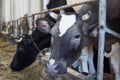 Cow in stable of cowshed rural countryside farm ranch Royalty Free Stock Photo