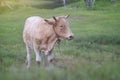 close up a cow standing on a green grass field with blurred foreground and background,filtered image,selective focus Royalty Free Stock Photo