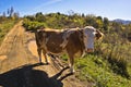 Close up of a cow at sunny day on a country road, Cemerno mountain Royalty Free Stock Photo