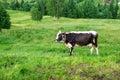Close up. A cow with a udder full of milk is grazed in a mountain meadow