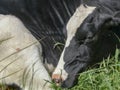 Close-up of a cow who is sleeping in fetal position, curled up, nose against back leg.