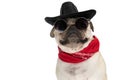 Close-up on a cowboy mops dog wearing a black hat