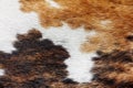 Close up of cowhide background