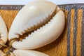 Close up of Cowrie shells belt from Nigeria