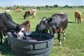 Cows drinking at Trough in Pasture.