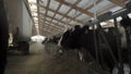 Close up for cows feeding in large cowshed at a farm. Footage. Cows cattle feeding process at a milk farm