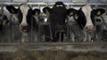 Close up for cows feeding in large cowshed at a farm. Footage. Cows cattle feeding process at a milk farm