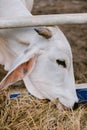 Close up of cows head in a farm eating grass hay Royalty Free Stock Photo