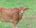 Close-up of cows head at field Royalty Free Stock Photo