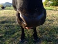 Close up of a cows nose Royalty Free Stock Photo