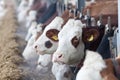 Close-up of cows in the stable feeding