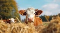 Close up of cows and stud bulls grazing on grass in a field. eating hay and silage. breeds include speckle park, murray