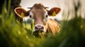 Close up of cows and stud bulls grazing on grass in a field. eating hay and silage. breeds include speckle park, murray