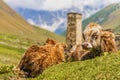 Close up of cows in Ushguli, Upper Svaneti, Georgia, Europe