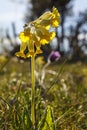 Close up at a Cowslip flower at spring Royalty Free Stock Photo