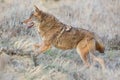 Close-up of coyote running