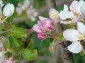 Close up of crab apple Malus `Evereste` fresh flower cluster and deep pink buds on tree branch.