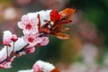 Close up of crab apple tree flowers blooming in snow covering. First spring flowers Royalty Free Stock Photo