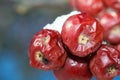 Close up of crab apples