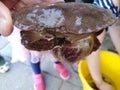 Close up crab in childrens hands