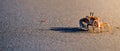 A crab crawling on the beach sand Royalty Free Stock Photo