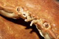 Close Up of a Crab Shell and Face Royalty Free Stock Photo