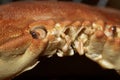 Close Up of a Crab Shell and Face Royalty Free Stock Photo