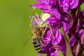 Crab spider with a prey on the orchid flower