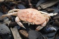 Close-up Crab