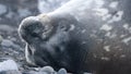 Crabeater seal in Antarctica